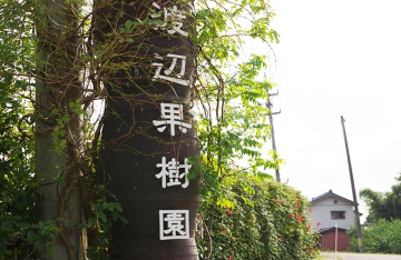 Nature Farm 渡辺果樹園