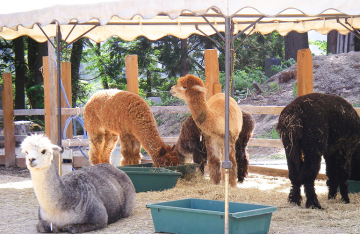 山古志どんぐりの会