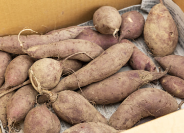 商品イメージ(家庭用)