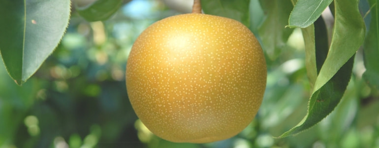 新美月