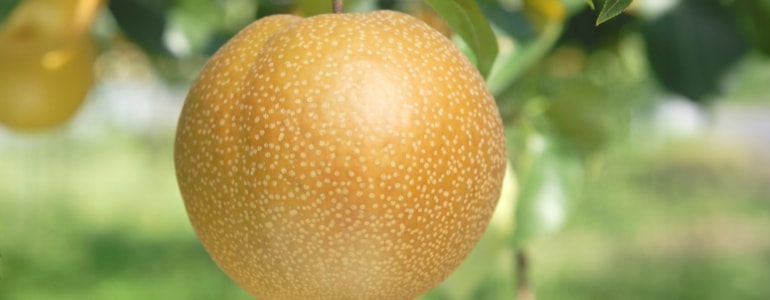 新王