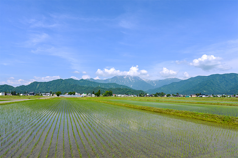 雪国魚沼山家農園