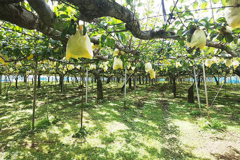 梨の宇野農園