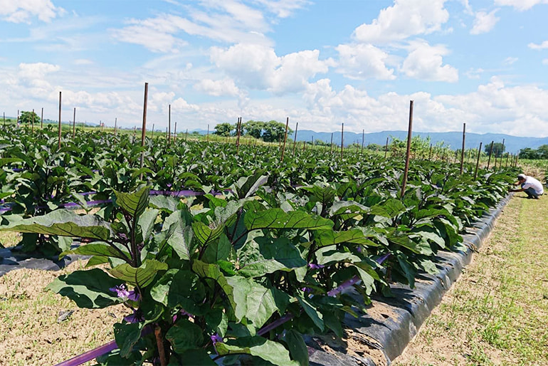 長岡やさい耕房