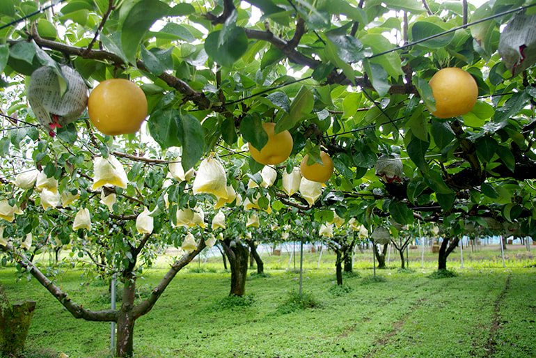 のざきファーム