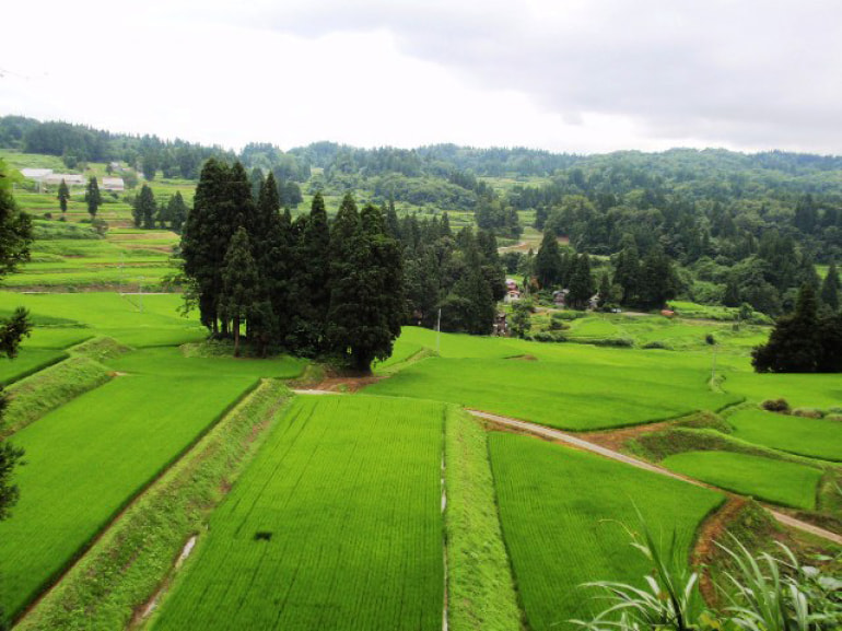 佐藤農場