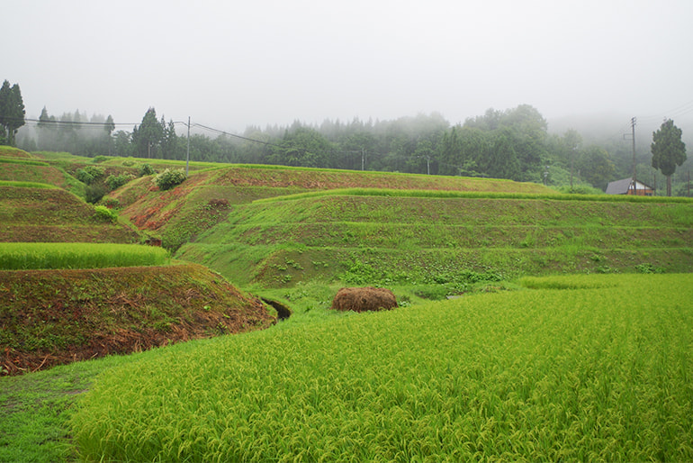 滝沢農園