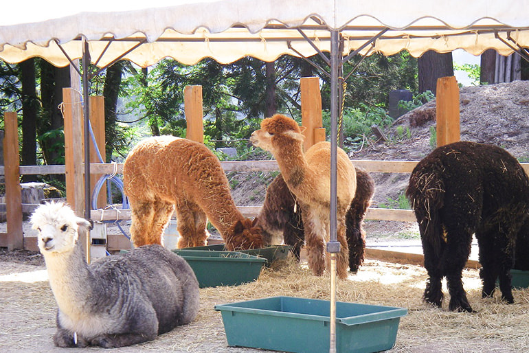 山古志どんぐりの会