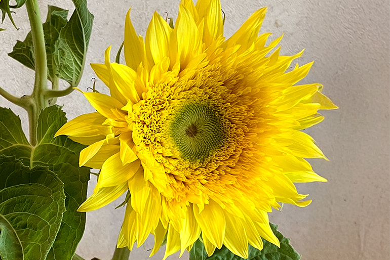 新潟県産ひまわり(切り花) – リキカゼン