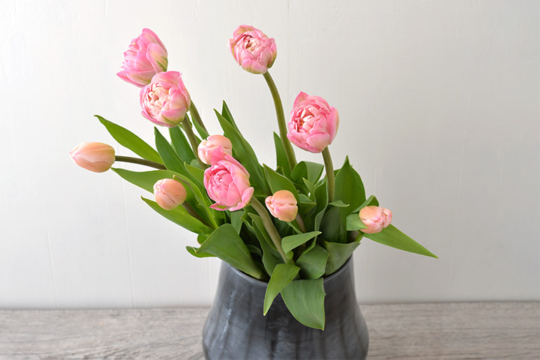 チューリップ 単色(切り花) – フラワーファームしろね