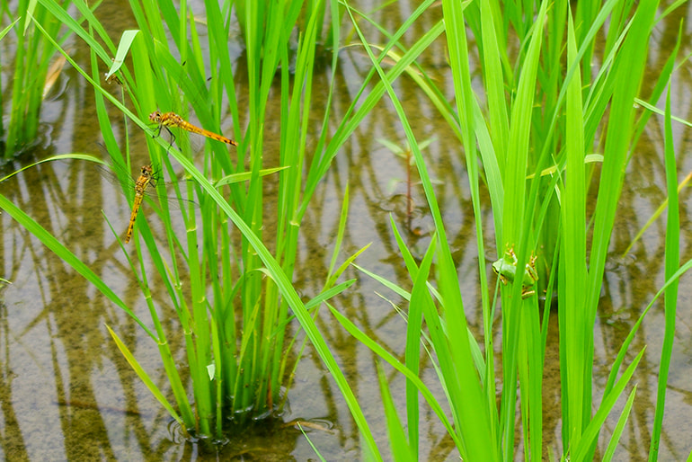 令和6年度米 南魚沼 塩沢産コシヒカリ(特別栽培米) – でんべえ