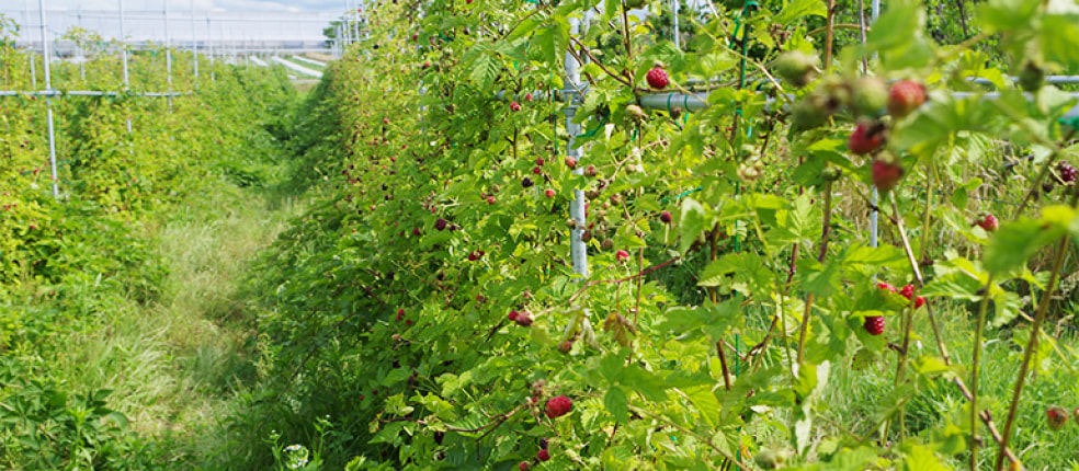 新潟ボイセンベリー生産組合