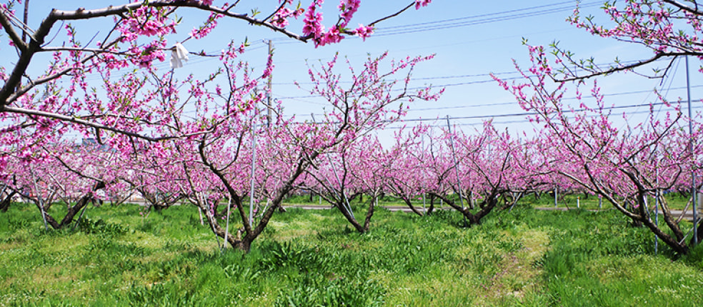 石田フルーツガーデン