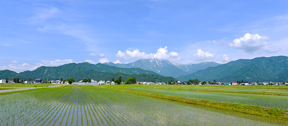 雪国魚沼山家農園