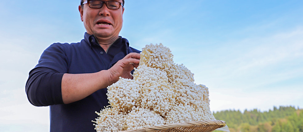 牛ヶ島第一きのこコーポレーション