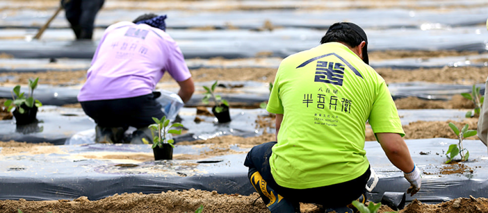 八百屋 半吾兵衛
