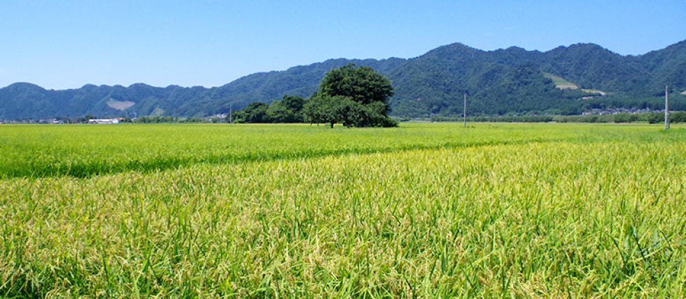 石栗農園