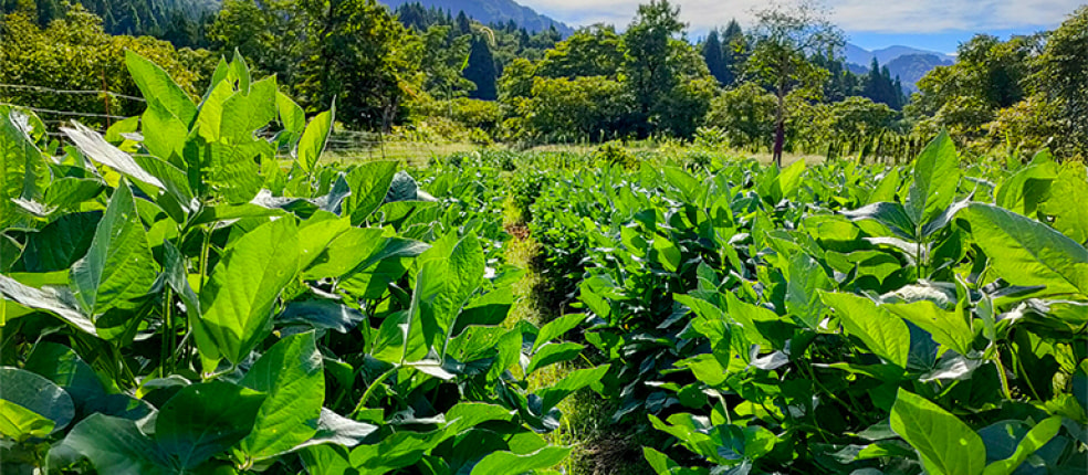 刈屋さんちの安心野菜