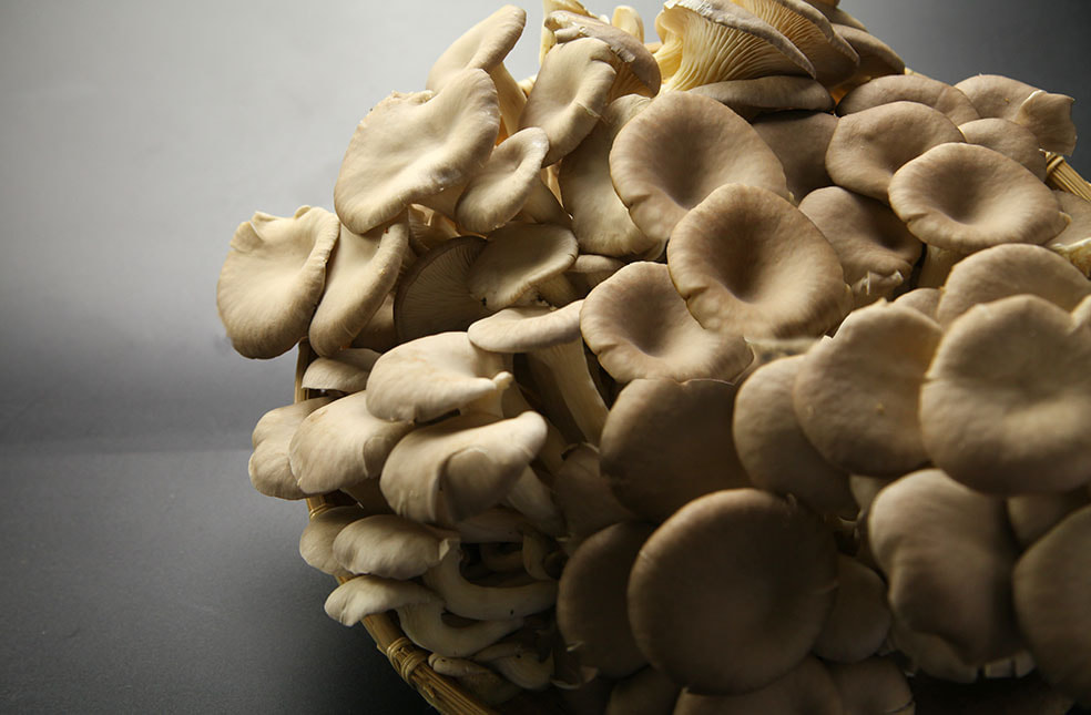 新潟産 肉厚ひらたけ