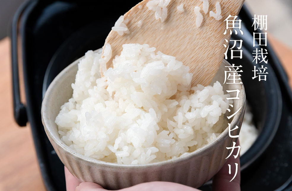 令和6年度米 魚沼産コシヒカリ(棚田栽培)