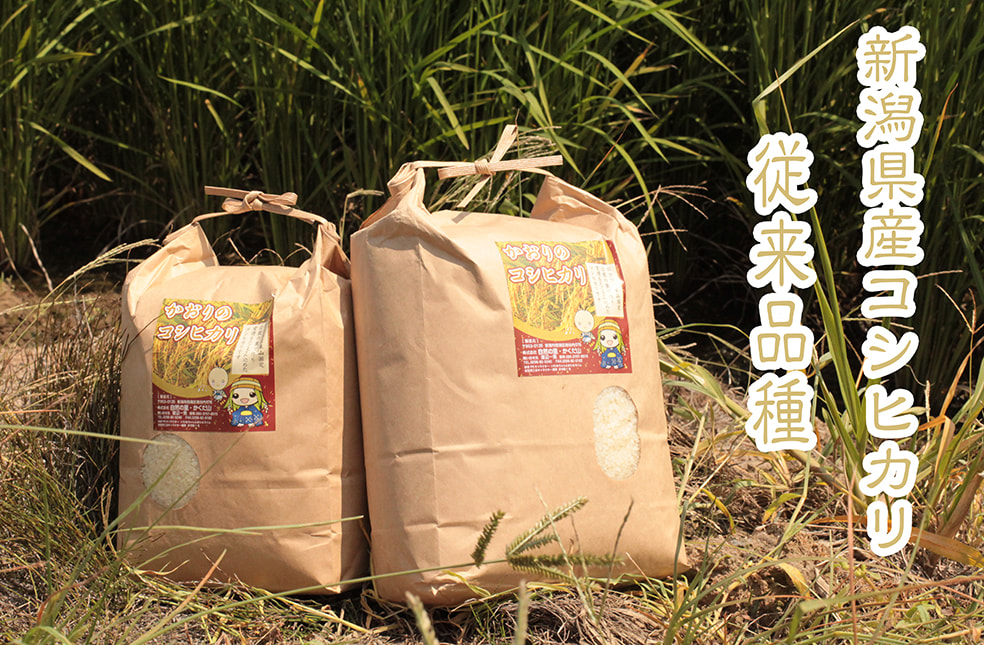 29年度米 新潟産 かおりのコシヒカリ（従来品種）