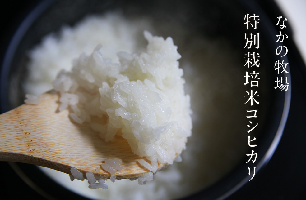 令和3年度米 新発田市菅谷産コシヒカリ（特別栽培米）