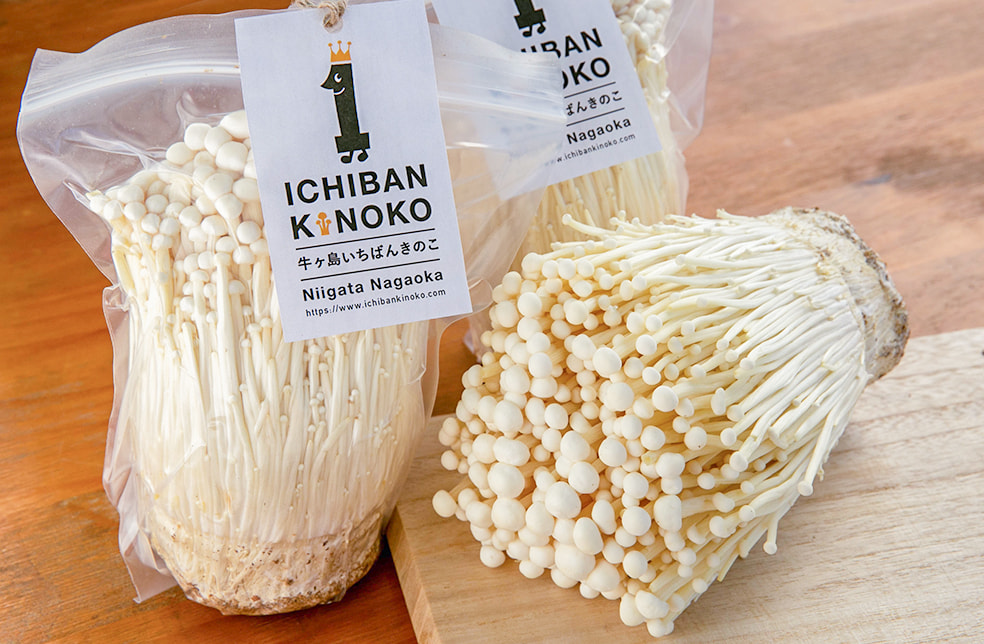 牛ヶ島いちばんきのこ 生えのき茸