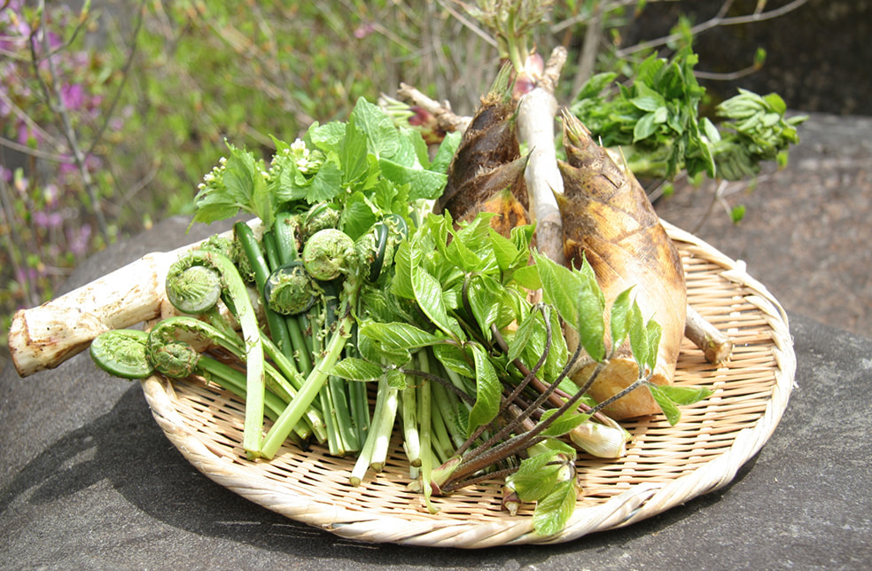 予約注文：新潟県産 天然山菜の詰め合わせ