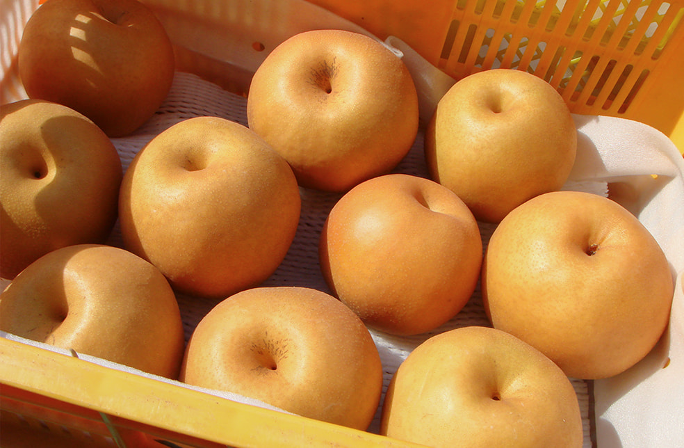 予約注文:新潟県産 梨(贈答用)