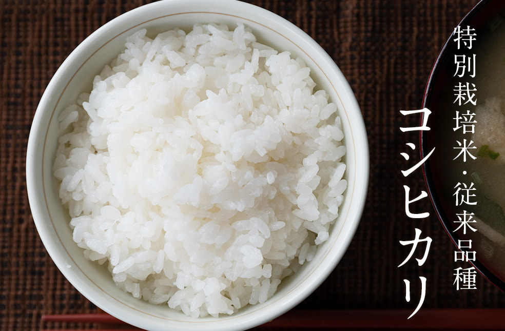 予約注文：令和5年度米 新潟産コシヒカリ（特別栽培米・従来品種）
