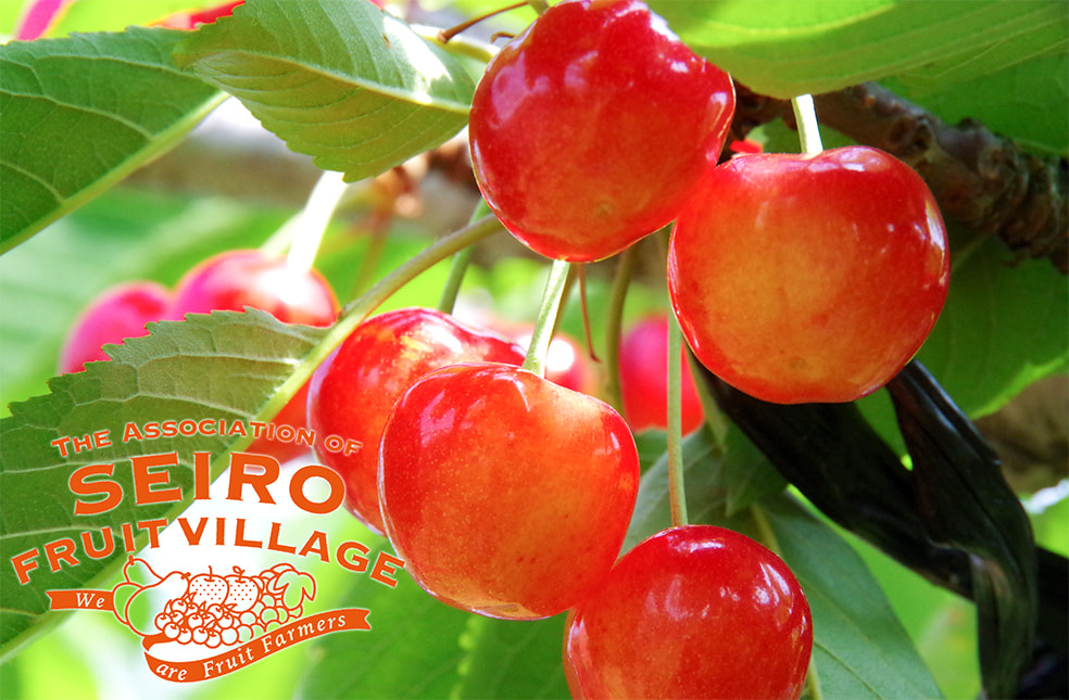 新潟直送計画 新潟産 さくらんぼ 佐藤錦 Seiro Fruit Village 新潟直送計画 新潟産 さくらんぼ 佐藤錦 Seiro Fruit Village