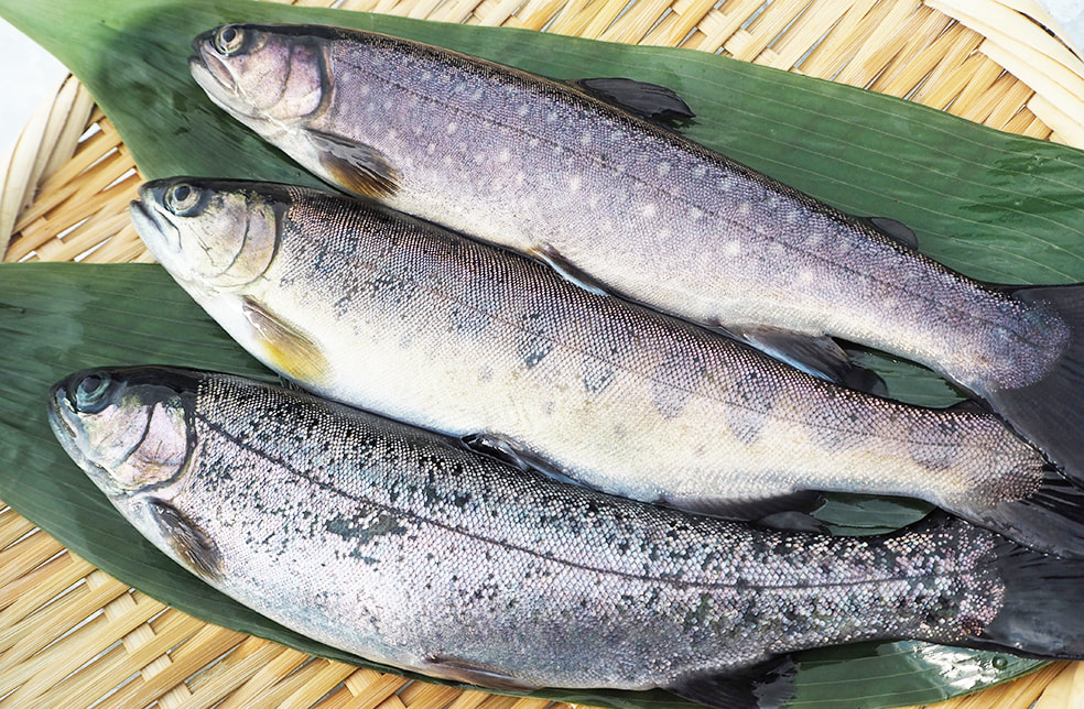 新潟産 冷凍川魚（ニジマス・イワナ・ヤマメ）