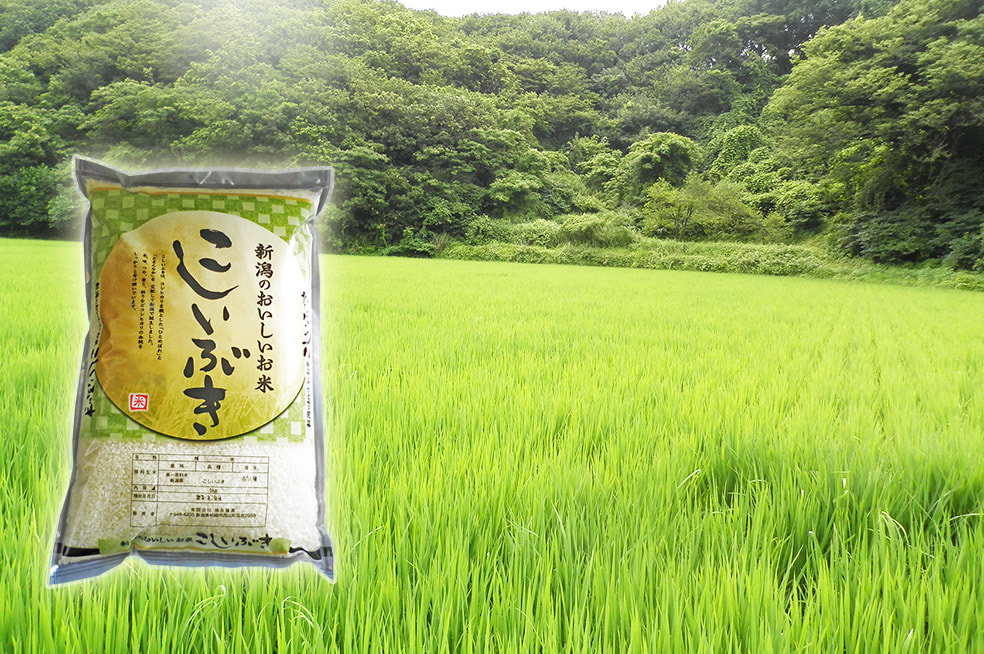 令和6年度米 新潟産こしいぶき(特別栽培米)