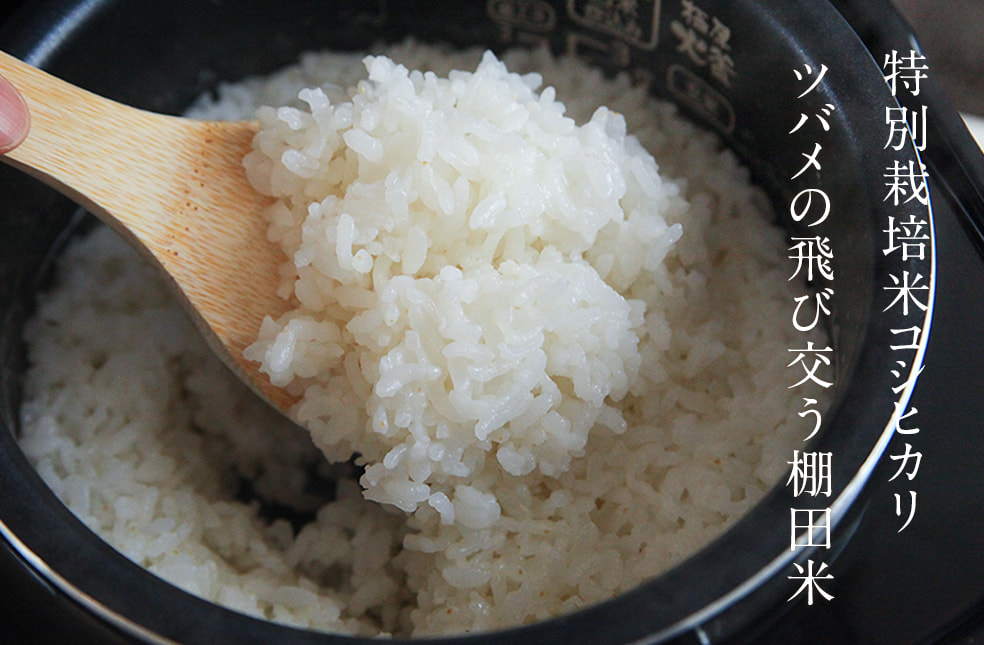 予約注文:令和7年度米 魚沼産 コシヒカリ「ツバメの飛び交う棚田米」(特別栽培米)