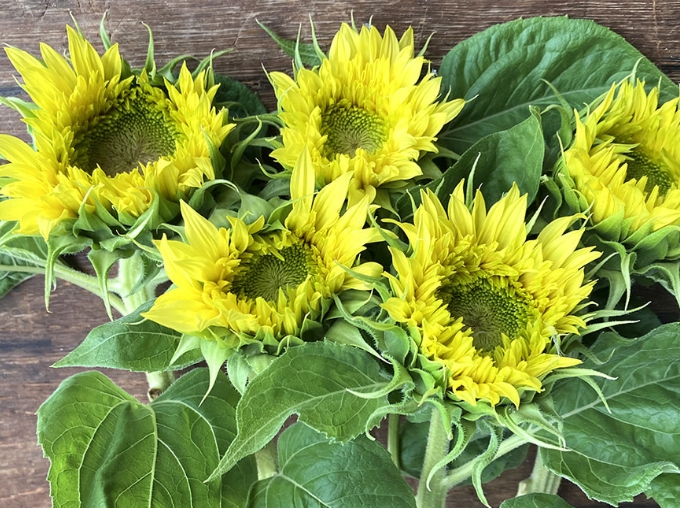 新潟県産ひまわり（切り花）
