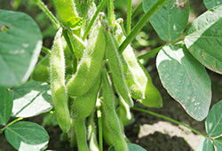 3. 晩酌茶豆(8月下旬~9月中旬)