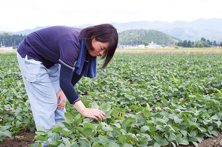 新潟の農業を引っ張る元気な若手が栽培しています!