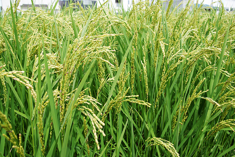 米作りの基本となる土壌改善