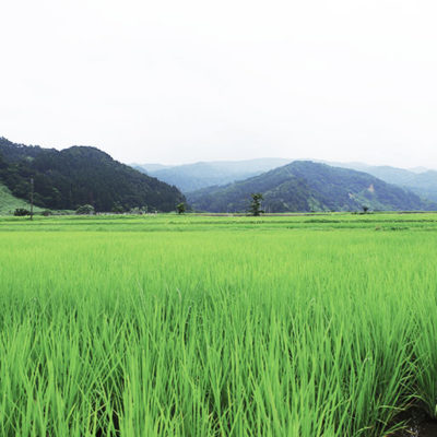 豊かな自然がお米栽培に最適な糸魚川市