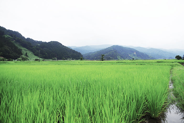 豊かな自然がお米栽培に最適な糸魚川市