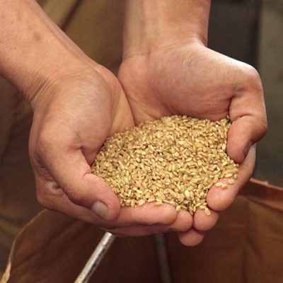 食物繊維とビタミンＥが豊富な玄米