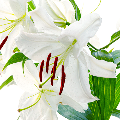 信州産　カサブランカ　白・桃色 オリエンタルリリー カサブランカ」の人気商品一覧 | 安い商品を