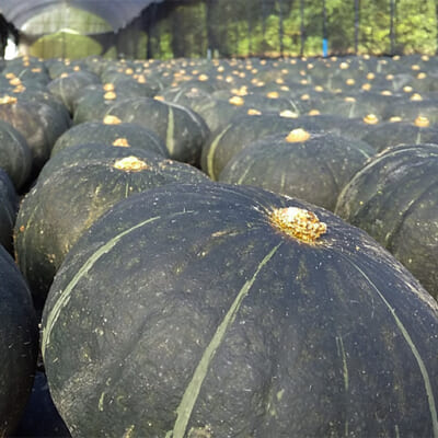 かぼちゃは収穫後に甘さが増します