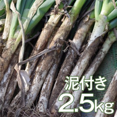 ゆき肌ねぎ（泥付き） 2.5kg(11～15本)