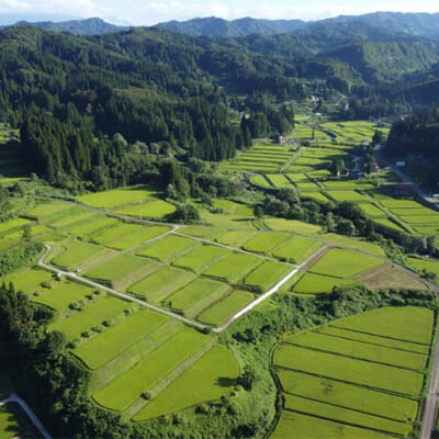 昼夜の寒昼暖差がおいしさの秘密