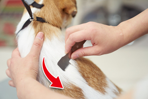 3. 毛の流れに沿って、すいていく