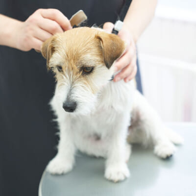 トリミングナイフは、古い毛を「抜く」ための道具です