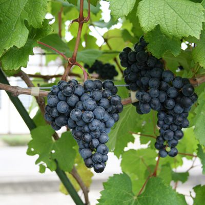 栽培葡萄