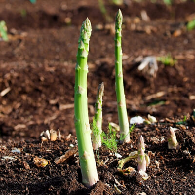 予約注文：津南産グリーンアスパラガス
