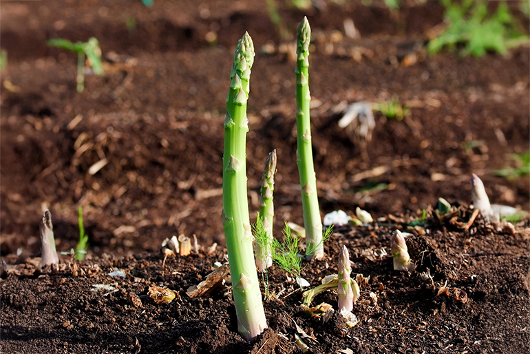 アスパラガスは鮮度が命